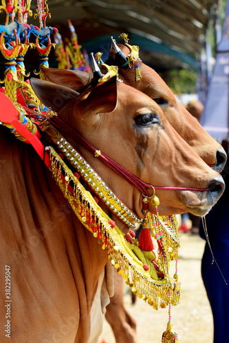 Sonok cattle, a beautiful cattle contest in Madura, Indonesia. Is part of the cattle race (karapan). farmer's tradition after the rice harvest
 photo