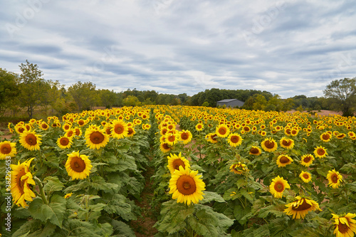 Giant sunflower field with many mature flowers from a high angle as far as the eye can see in MN