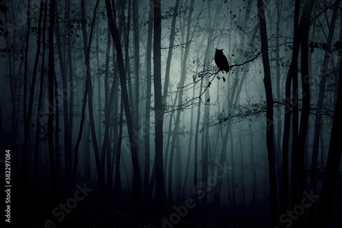 Magic night in the woods. Halloween concept.