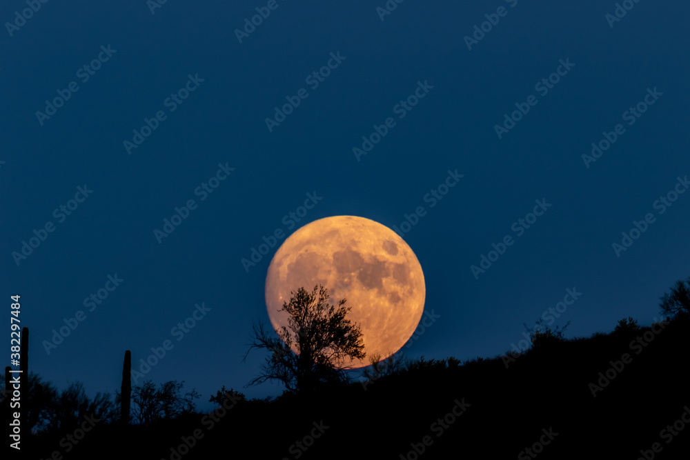 Fototapeta premium Full moon (Harvest moon) rising in Arizona's Sonoran desert. Clear, deep blue sky in the background. Silhouette of desert brush in foreground.
