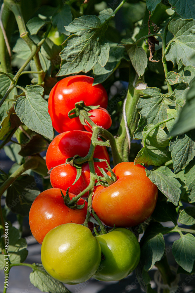 cluster tomato