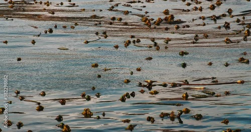 Floating bull whip kelp off the coast in California  photo