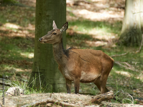 Red deer (Cervus elaphus)