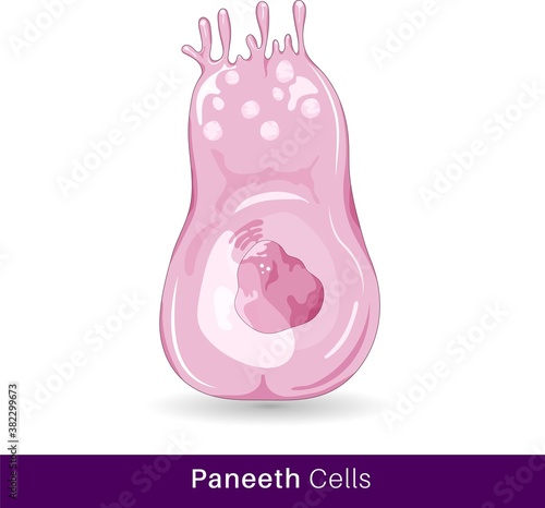 vector of Paneth cell of the intestinal epithelium, with granules of antimicrobial in nature. structure of paneth cell photo