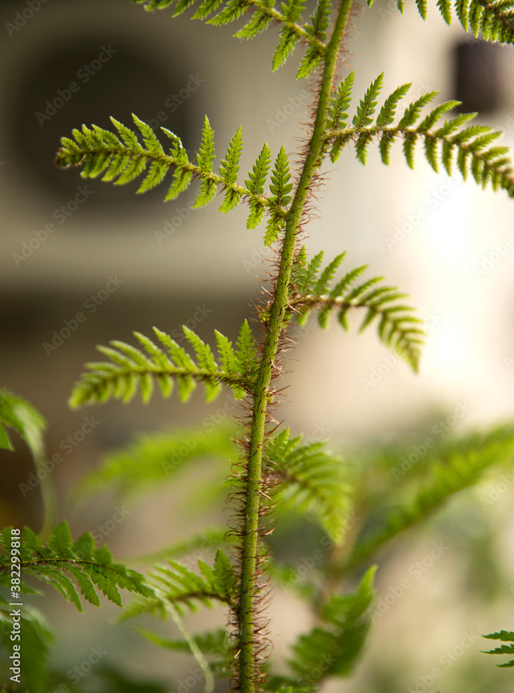 Natural texture and pattern. Closeup view of a Cyathea cooperi fern, also known as Australian Tree Fern, hairy peduncle, stems, and underside of the green leaves and leaflets.