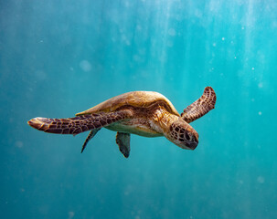 Keuken achterwand Turquoise Groene zeeschildpad Great Barrier Reef  © Andreas