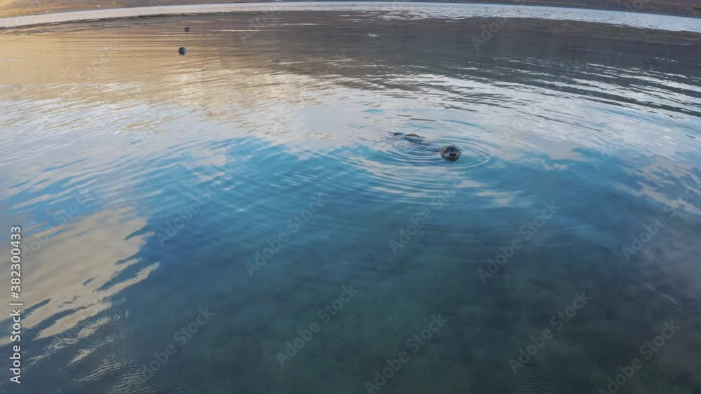 Following a Curious Seal as they swim and splash through calm ocean ripply water, drone aerial in Arctic sea Iceland Following a Curious Seal as they swim and splash through calm ocean ripply water, drone aerial in Arctic sea Iceland