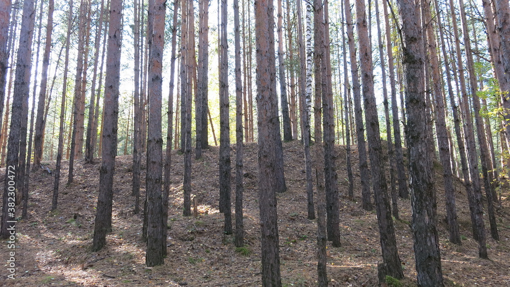 Obraz premium trees in the forest