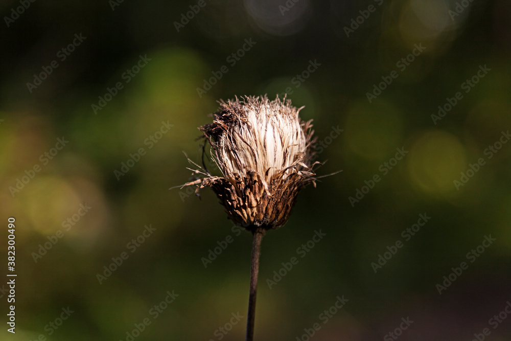 a flower that has withered and lost its colors a flower that has withered and lost its colors