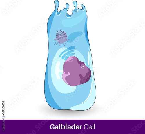 vector of human Gallbladder cell that lines   the gall bladder
