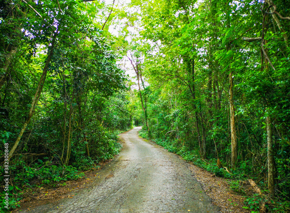 Fototapeta premium A complete rainforest road for nature walks.