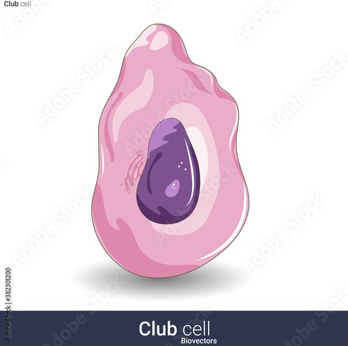 structure of club cell also known as Clara cells of respiratory system vector illustration 