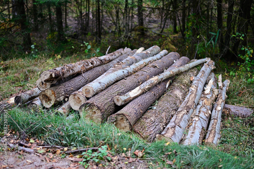 Photo of cut trees in the forest. The logs lie in the open air, stacked in piles. Photo of cut trees in the forest. The logs lie in the open air, stacked in piles.