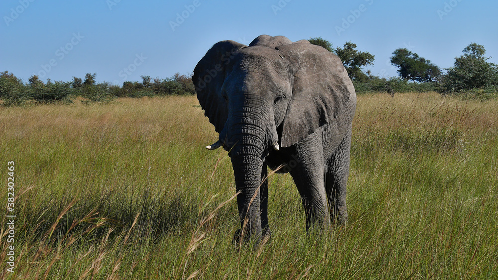 Front view of African elephant with ivory tusks standing on grass land on safari in Bwabwata National Park, Caprivi Strip, Namibia, Africa.
