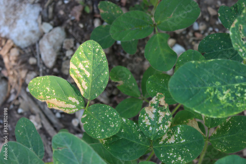Soybean fiedl with green plants damaged by hailstorm on summer. Halstones on soybean plants