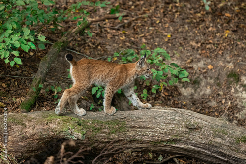 Lynx walking in the forest © AB Photography