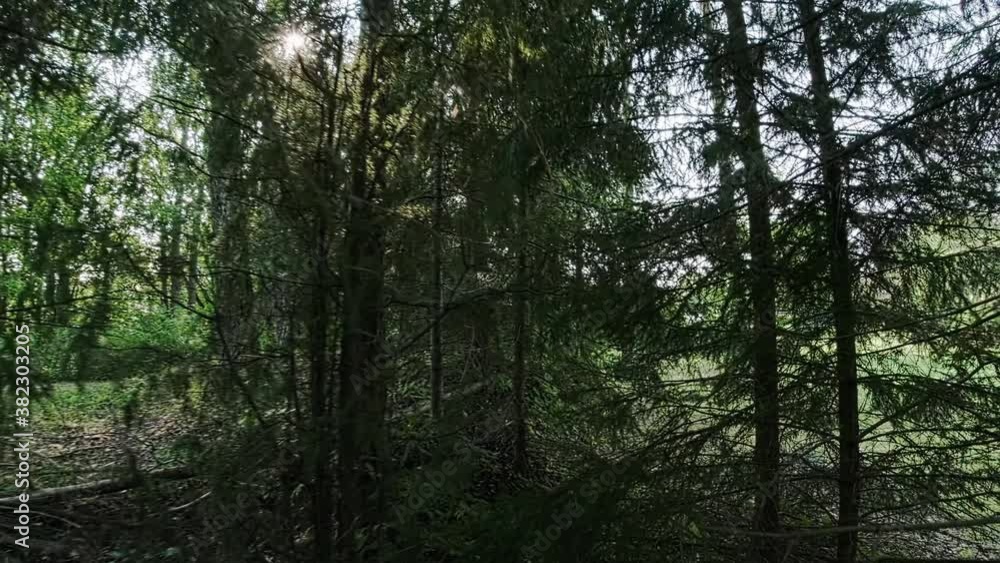 The sun's rays make their way through the pine and spruce trees. Spruce in the backlight with glare and highlights. The sun's rays make their way through the pine and spruce trees. Spruce in the backlight with glare and highlights.