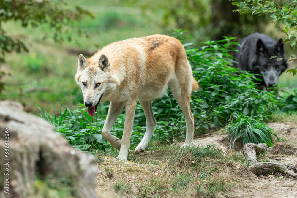 Obraz premium Black wolf in the forest