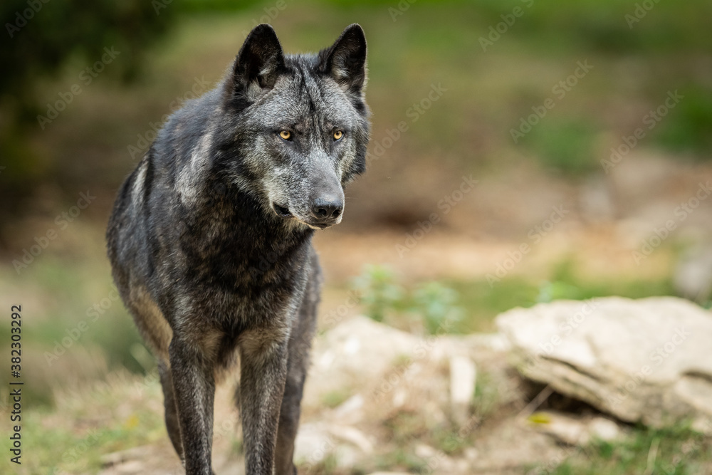 Black wolf in the forest