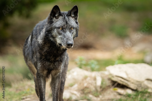 Black wolf in the forest