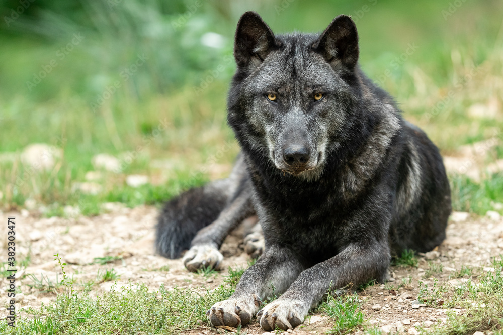 Black wolf in the forest