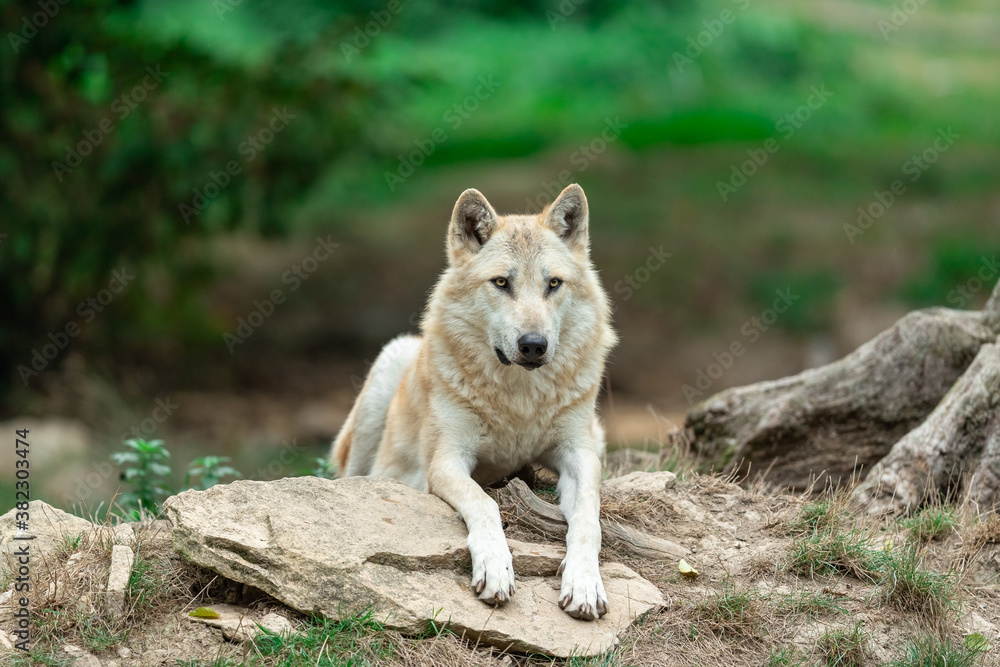 Black wolf in the forest