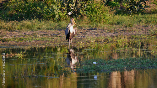 Single yellow-billed stork bird (mycteria ibis, wood stork, wood ibis) drying its feathers at the bank of a waterhole in the evening sun in Bwabwata National Park, Caprivi Strip, Namibia, Africa. photo