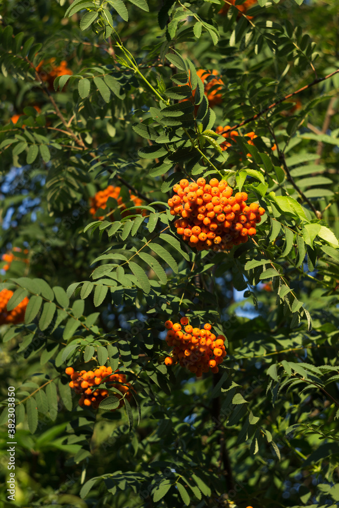 Ripe red rowan on a sunny autumn day, background. Fall concept Ripe red rowan on a sunny autumn day, background. Fall concept