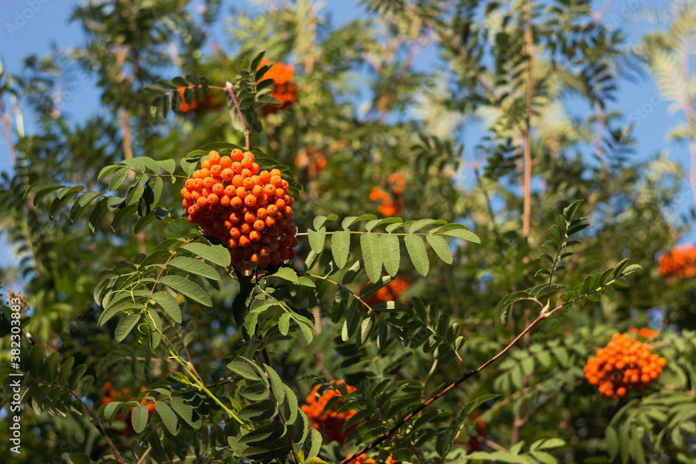 Ripe red rowan on a sunny autumn day, background. Fall concept Ripe red rowan on a sunny autumn day, background. Fall concept