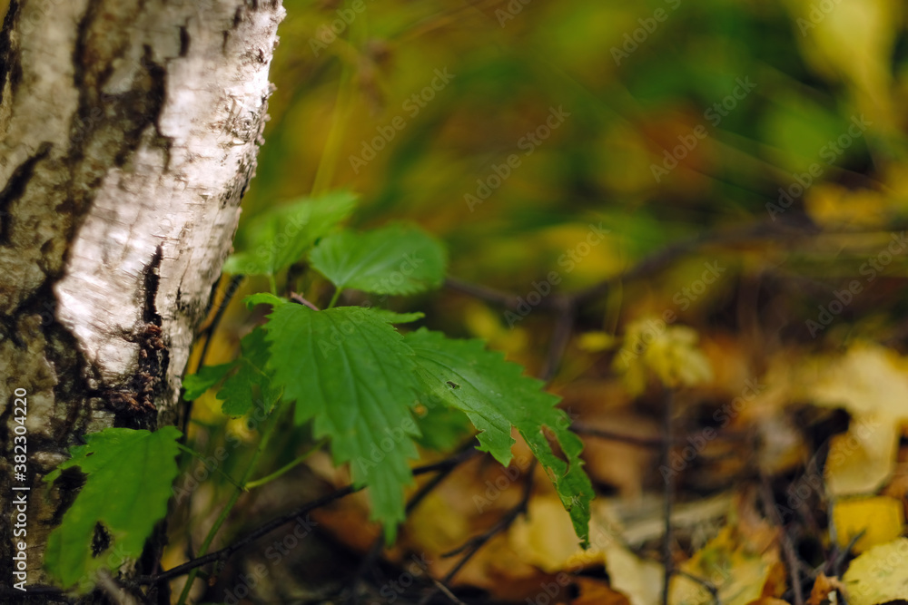Nettle grows in the forest near the birch. Autumn nature, close shooting. Natural background Nettle grows in the forest near the birch. Autumn nature, close shooting. Natural background