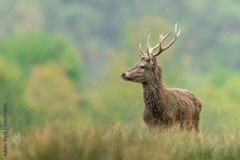 Red Deer in the forest during the rut season Red Deer in the forest during the rut season