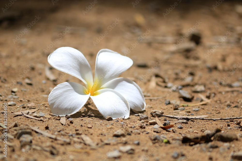 Close-up, white plumeria flowers on the ground, outdoor Close-up, white plumeria flowers on the ground, outdoor