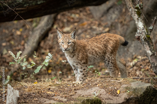 Lynx walking in the forest © AB Photography