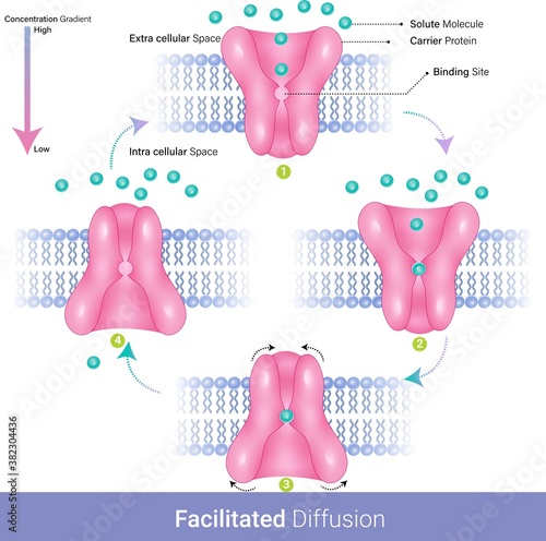 facilitated diffusion of membrane transport of cells VECTOR.