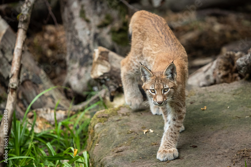 Lynx walking in the forest