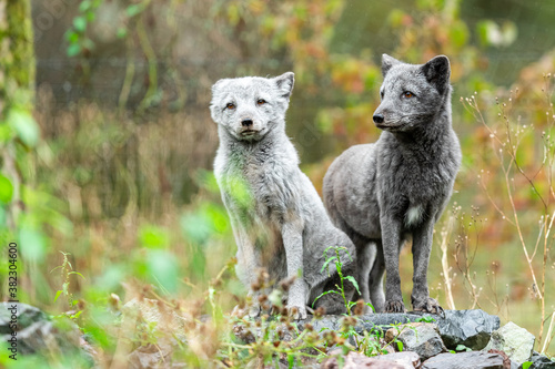 Polar Fox sitting in the forest