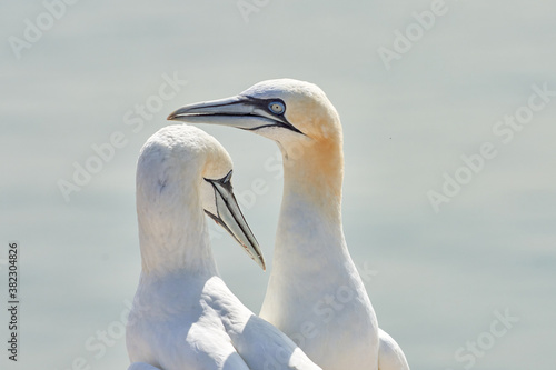 Portrait of pair of Northern Gannet, Sula bassana, Two birds love in soft light, animal love behaviour