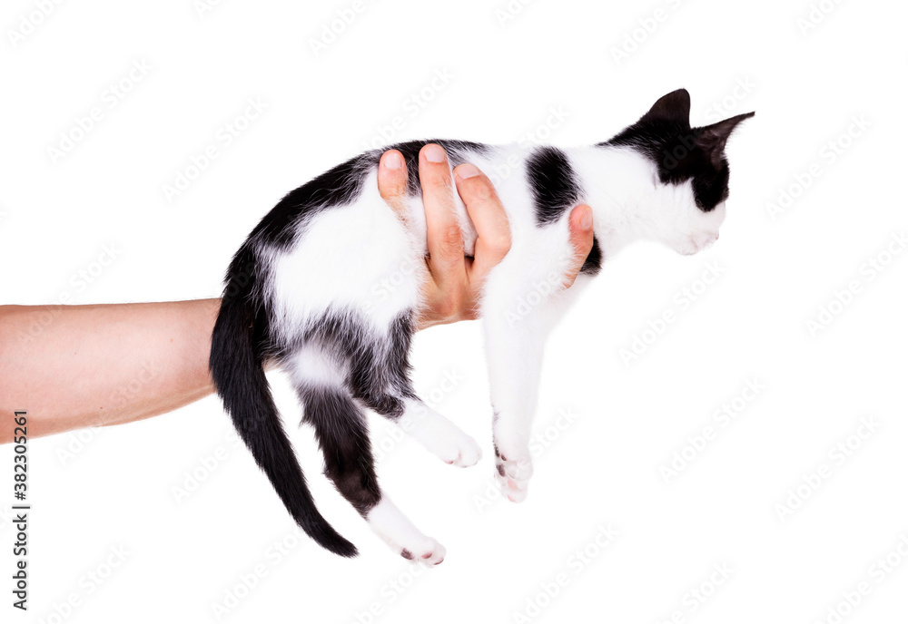 Black and white kitten in the hands of an adult man