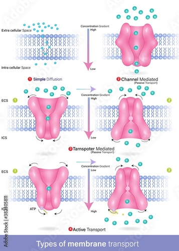 Vector of types of membrane transport diffusion, active and passive transport, facilitated diffusion