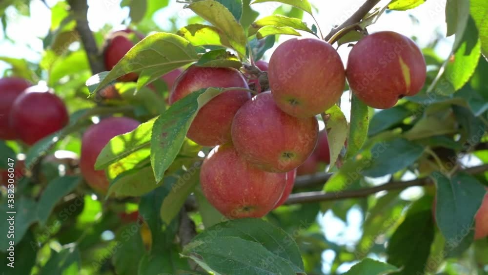 Red ripe apples on the branches. Closeup Red ripe apples on the branches. Closeup
