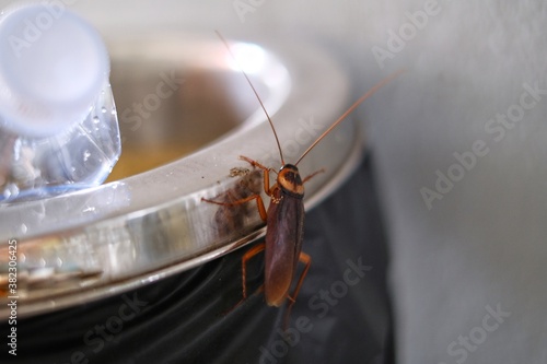 A close up picture of a brown American cockroach walking on top of a trash bin in search of food.