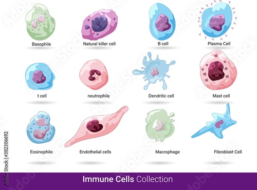 Cells of the innate and adaptive immune system, Natural killer, dendritic, B and  T cell, Basophil, neutrophil, plasma, macrophage, basophile, eosinophils,  dendritic cell, mast cell vector eps. photo