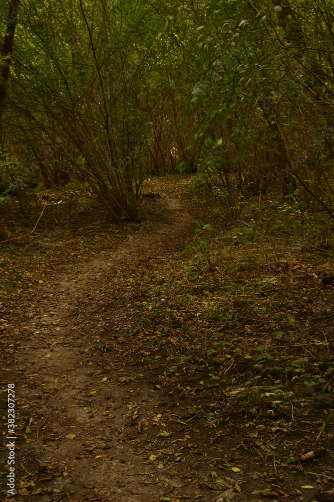 Obraz premium path in the woods