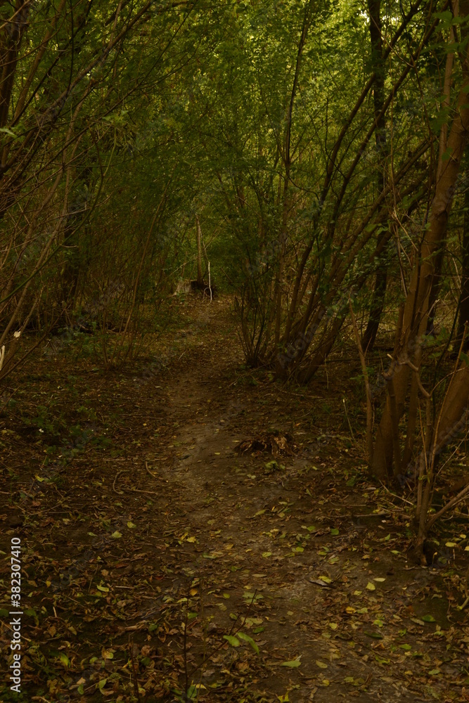 Obraz premium path in the woods