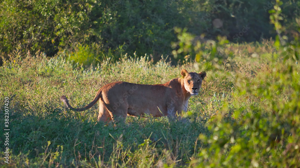 Obraz premium Side view of curious female lion (panthera leo melanochaita) looking over in the bush land of Chobe National Park, Kasane, Botswana.