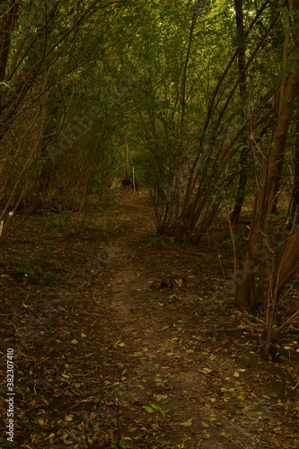 path in the woods