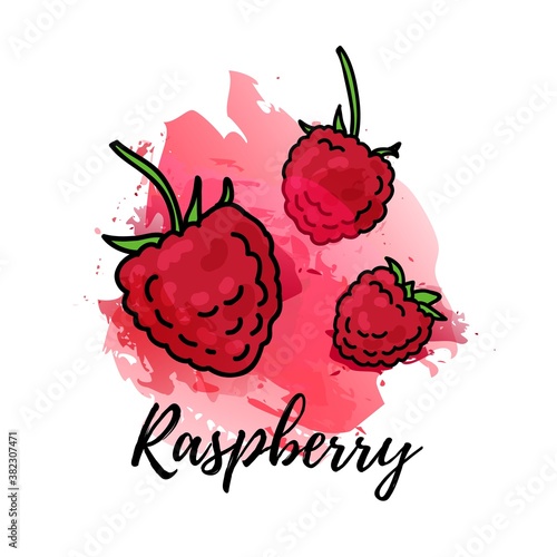 illustration of raspberry. Vector watercolor splash background. Graphics berry for cocktails, fresh juice design. Natural organic food label.