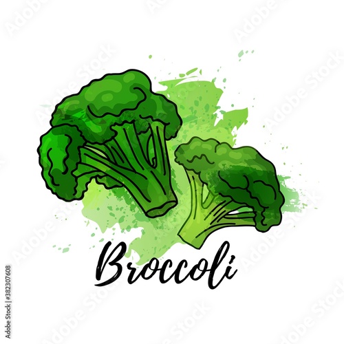 illustration of green broccoli. Vector watercolor splash background. Graphics for cocktails, fresh juice design. Natural organic vegetable label.