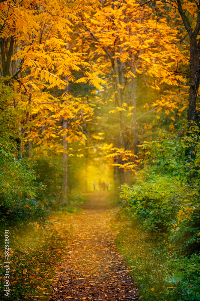 Obraz premium Serene natural landscape of autumn forest with trail through trees