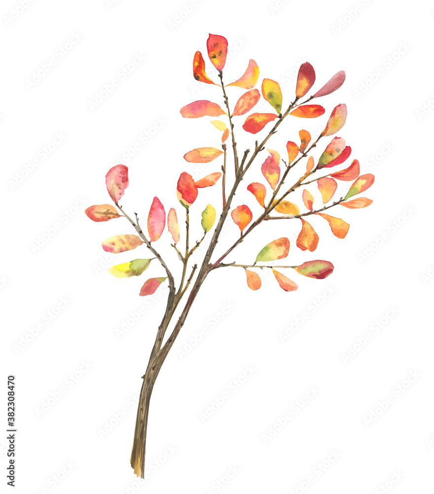 Fototapeta premium Autumn branch of watercolor blueberry isolated on a white background. North of the plant. Shrub, tree. Fall